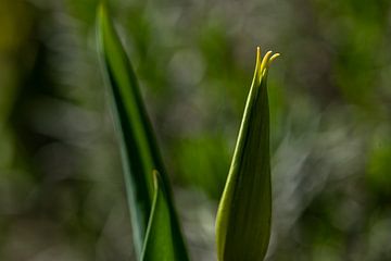 Tulp