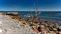 Strand zee  rots en boom,bij  Cape Arkona Rügen Oostzee. van Twan van den Hombergh thumbnail