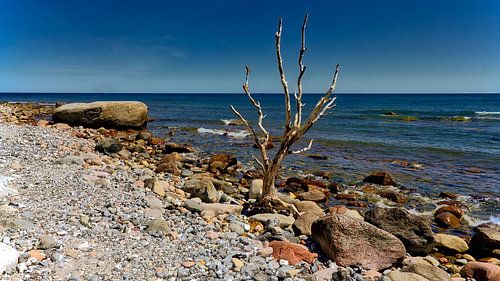Plage mer rocher et l'arbre, au Cap Arkona Rügen Mer Baltique.