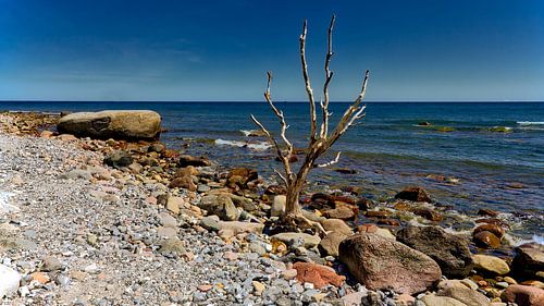 Strand zee  rots en boom,bij  Cape Arkona Rügen Oostzee.