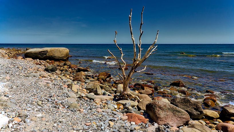 Strand zee  rots en boom,bij  Cape Arkona Rügen Oostzee. van Twan van den Hombergh