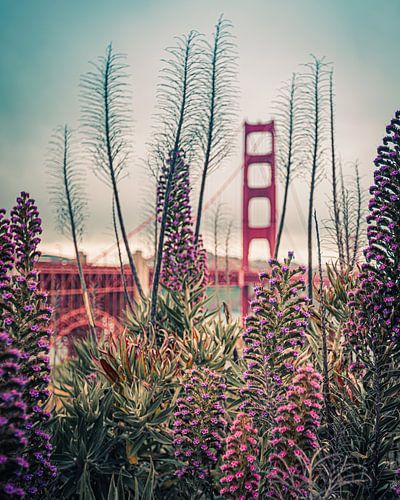Bloemen met de Golden Gate Bridge