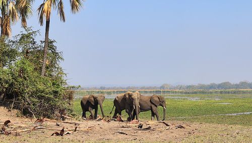 Olifanten in nationaal park Malawi