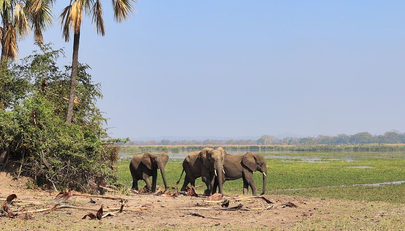 Elephants in Malawi national park by Natuurpracht   Kees Doornenbal