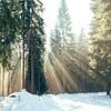 Sonnenstrahlen in einem Nadelwald im Winter von Denny Gruner