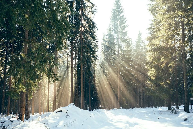 Zonnestralen in een naaldbos in de winter van Denny Gruner