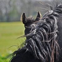 Friesian foal...