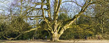 Deer Park in Hamburg by Heinrich Wimmer