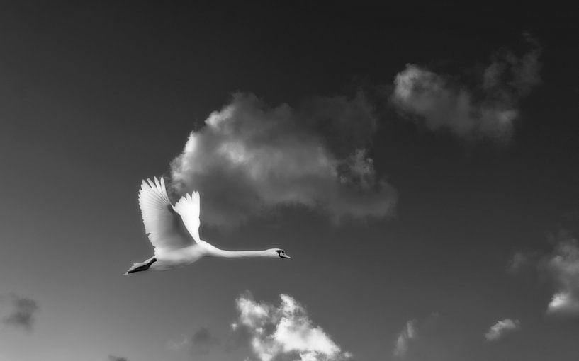 Zwaan by Bert Seinstra