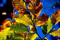 Herbstwald von artpictures.de Miniaturansicht