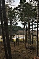 View into the woods