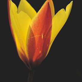 Tulipe de la forêt sur Shutterbalance