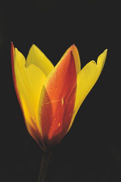 Tulipe de la forêt par Shutterbalance