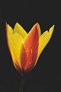 Tulipe de la forêt par Shutterbalance Aperçu