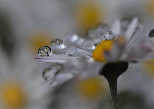 daisy with reflection