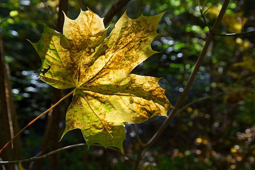 Het esdoornblad gloeit goud op in het herfstzonlicht