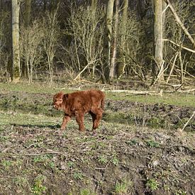 Een baby Schotse Hooglander van Patricia van den Bos