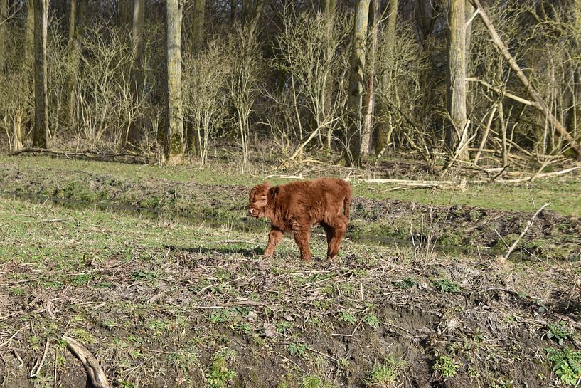 Een baby Schotse Hooglander van Patricia van den Bos