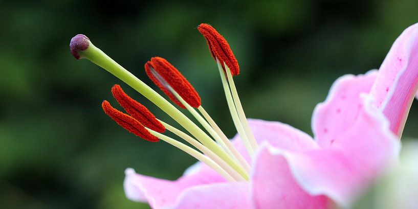 Roze lelie par Rob Hendriks