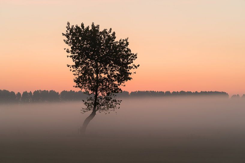 The tree in the fog II by Mirac Karacam