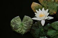 Stille Seerose auf dunklem Wasser