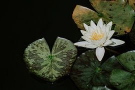 Silent water lily on dark water by Inaceline