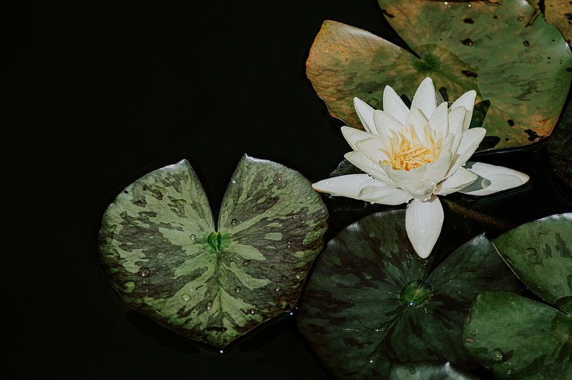 Stille Seerose auf dunklem Wasser von Inaceline