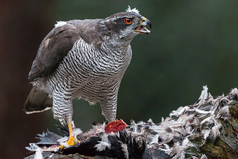 Hawk avec des proies par Joop Lassooij