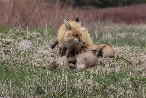 A red fox (Vulpes vulpes) nursing its young, Newfoundland, Canada.