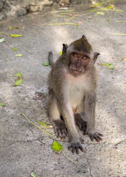 Portret van een Balinese langstaart makaak van Tom de Groot