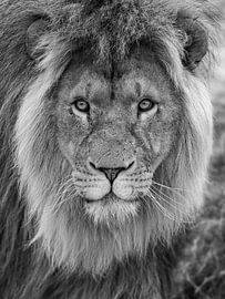 Nahaufnahme eines Löwen (männlich) von Gert-Jan IJzerman