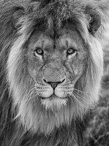 close-up van een leeuw (man) van Photo and Art