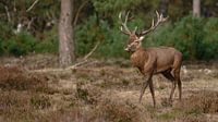 Edelhert, bronsttijd, Park Hoge Veluwe