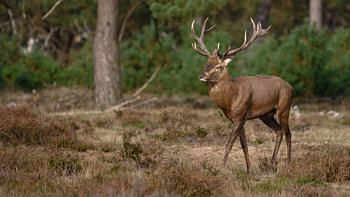 Rothirsch, Brunftzeit, Hoge Veluwe Park