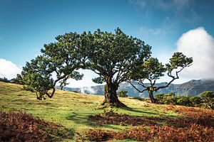 Riesiger Lorbeerbaum im malerischen Märchenwald von Fanal I
