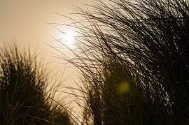 Sunset through the dunes
