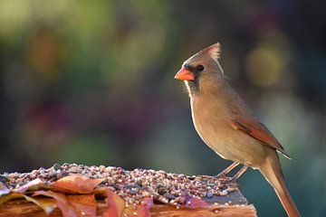 A cardinal at the garden cot by Claude Laprise