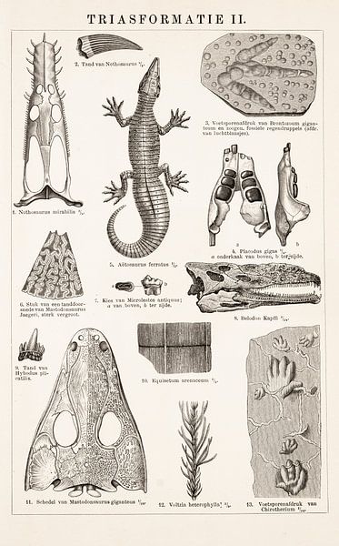 Image ancienne Formation triasique II par Studio Wunderkammer