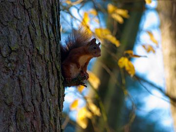 Eekhoorn in de boom sur P van Beek