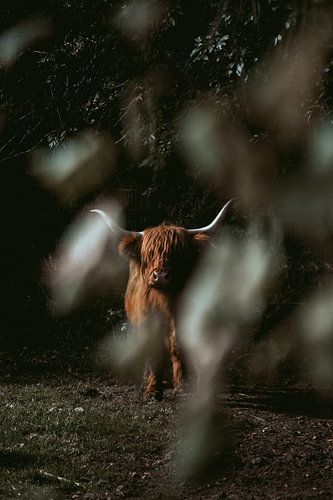 Scottish cattle by Zoom_Out Photography