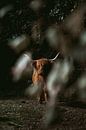 Scottish cattle by Zoom_Out Photography thumbnail