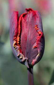 Close-up van een rode tulpenbloesem