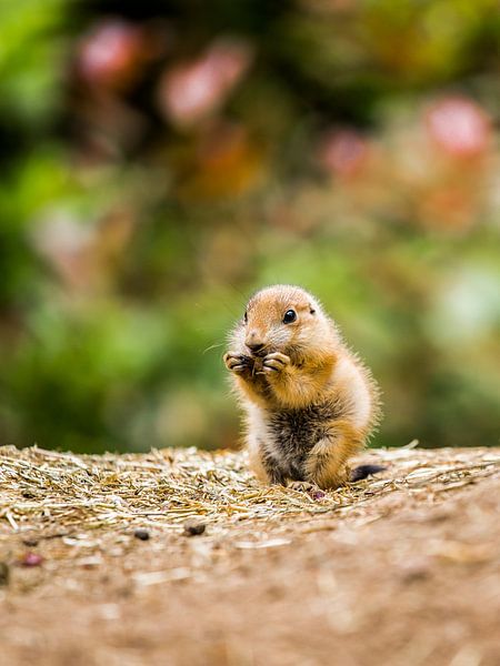 Baby black-tailed prairie dog 1 by de buurtfotograaf Leontien