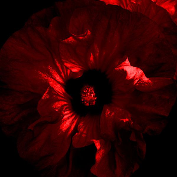 Rode Hibiscus Bloem van Patricia Piotrak
