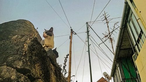 Katten op de uitkijk