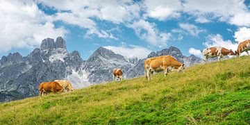 Mountain landscape "Cows on the Alpine pasture"