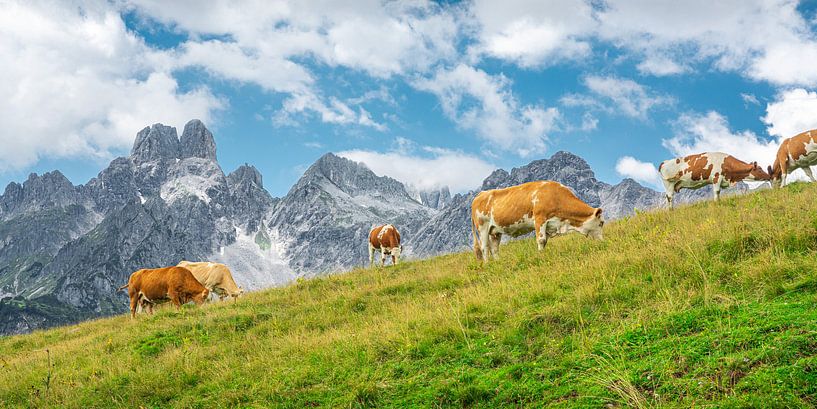 Berglandschaft "Kühe auf der Alm" von Coen Weesjes