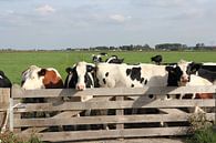 Koeien bij een hek van Carel van der Lippe thumbnail