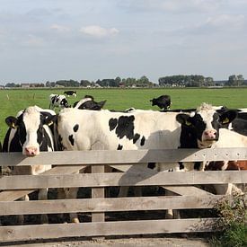 Cows at a fence by Carel van der Lippe