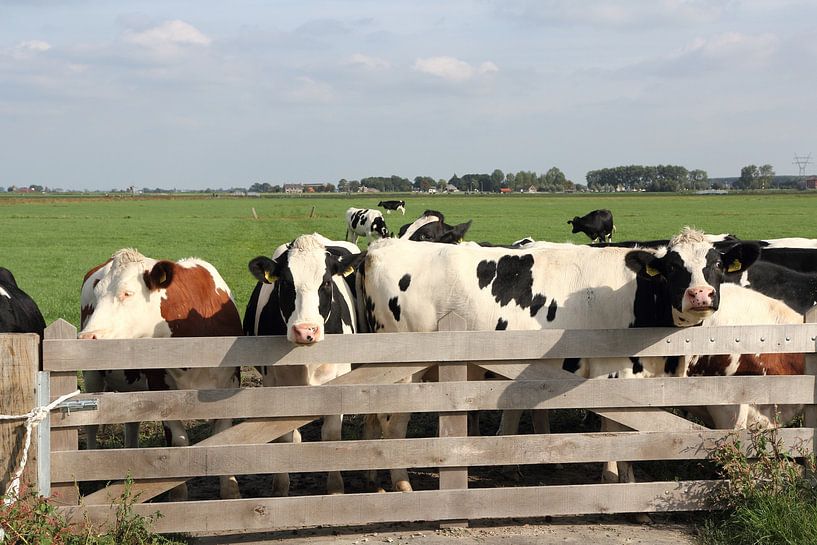 Koeien bij een hek van Carel van der Lippe